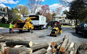 Best Storm Damage Tree Cleanup  in Minersville, PA