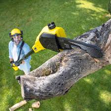 Best Tree Preservation Services  in Minersville, PA