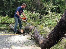 Best Tree Removal  in Minersville, PA