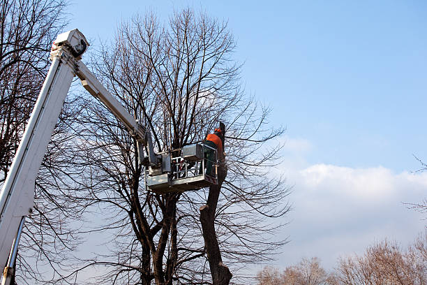 Minersville, PA Tree Removal Services Company